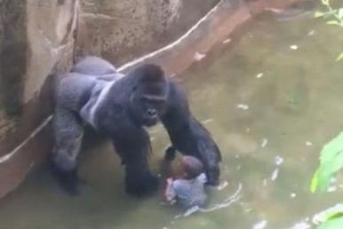 KankerSend10's tweet photo. @PubWanghaf Reminder that Harambe got killed for gently playing with a child that had fallen in a gorilla enclosure. 

This voilent murdering ape will be back on the streets in 17 years. https://t.co/6HcCcNDNou