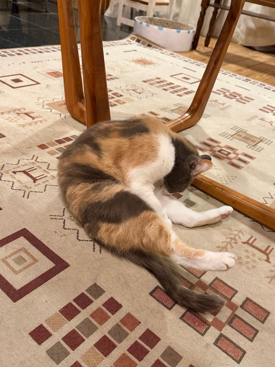 tanutanu_cat's tweet photo. 狙われているのを気づかないあーる https://t.co/FkUczIMnlJ
