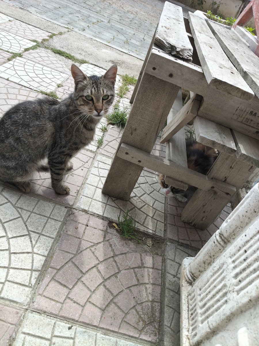 catswithnohope's tweet photo. Everyone misses Tammy https://t.co/dEMB8GxYVT