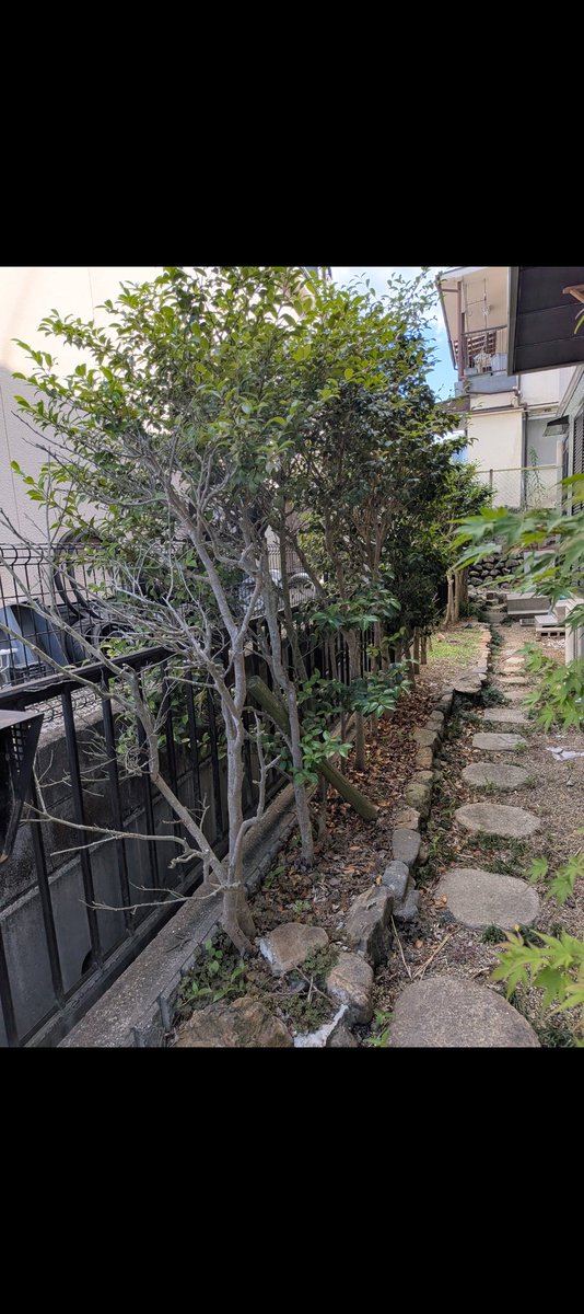 Marton8080's tweet photo. 本日は伐採作業に入らせていただきました🌳
写真の木に加え、約2メートルの木2本も伐採・処分させていただきました。
お客様は、お家を建てられた際に植えられた木とのことでしたが、年々大きくなり、ご自身では手入れが難しくなってしまったそうです。
伐採後はお庭がとても広々とし、「こんなにスッキリするとは思わなかった！」と大変喜んでいただけました😊
木がなくなることで、毎年大変だった落ち葉掃除の負担も大幅に減ります🍃 少しでも毎日の暮らしが楽になれば嬉しいです🥹
「大きくなりすぎて困っている」 「自分では危なくて切れない」
そんな木がありましたら、お気軽にご相談ください！
 作業費：88,000円 👷 
人件費：15,000円 🚛 
処分費：5,000円
粗利　68,000円