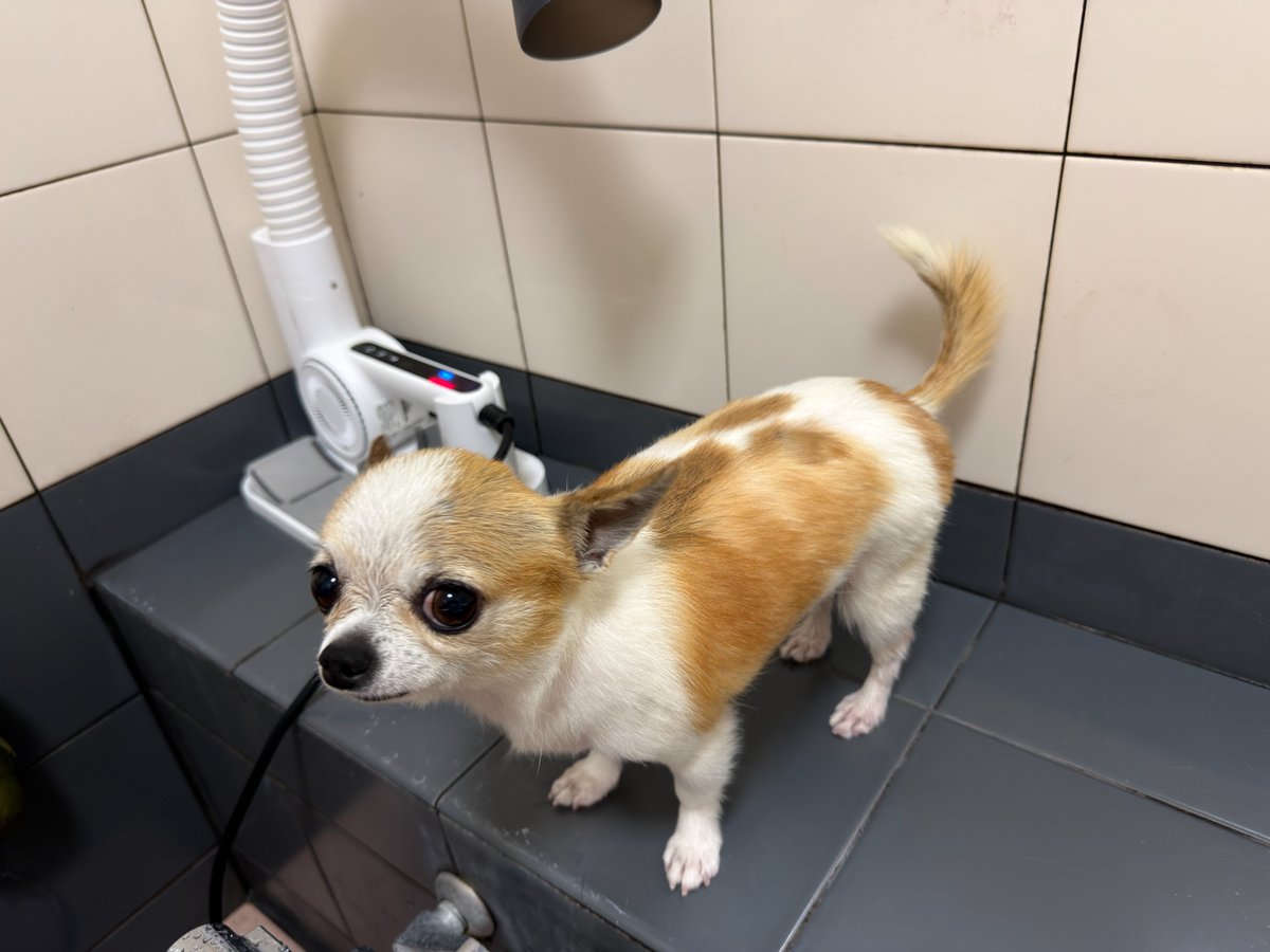 max_accel_'s tweet photo. 今日は３回/月のAccel　入浴day🛁
お風呂嫌がらずに　寧ろ気持ち良さそうにしてくれているので　とても助かる😃👍
#チワワのいる暮らし https://t.co/x8zslDDiEL