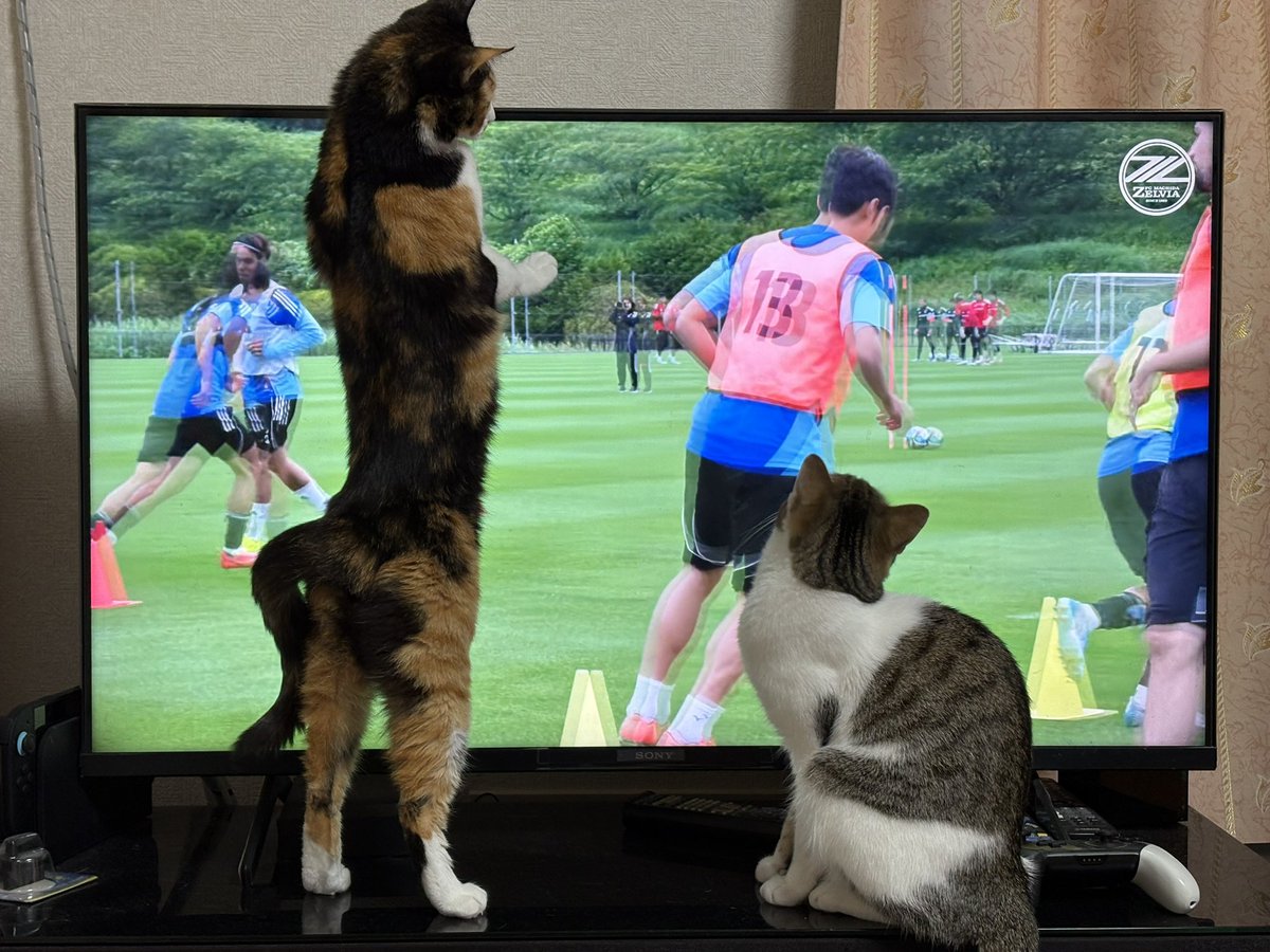 tkst0613's tweet photo. おやつをよこせと🐈
#保護猫 #猫のいる暮らし https://t.co/8kWvKp1D62