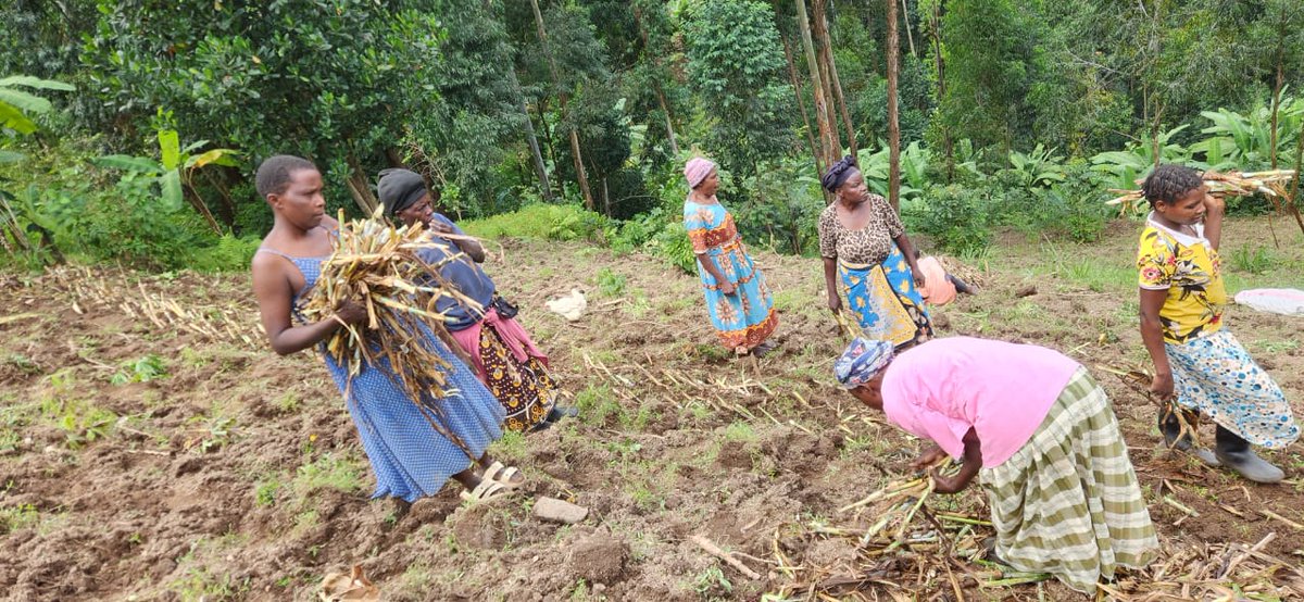 CommonGroundUg's tweet photo. The community members of Bubikhulu B restoration site in Bumasheti Subcounty, Bunamea community Bududa district are planting contour grass bunds on contours demarcated using an A-Frame (Technical backstopping by filed staff to IFTs and site group members) @NLinUganda @ISSDUganda https://t.co/8BYdujCAz3