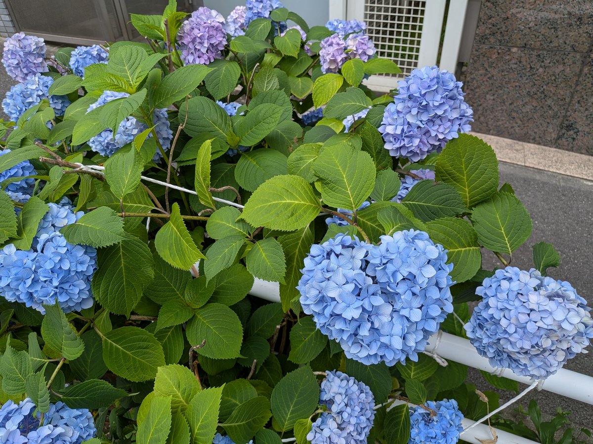 soshiroomachi's tweet photo. 紫陽花の季節がやってきました🌸🌸🌸 https://t.co/MBgWlphGC3