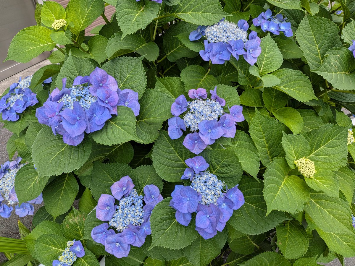 soshiroomachi's tweet photo. 紫陽花の季節がやってきました🌸🌸🌸 https://t.co/MBgWlphGC3