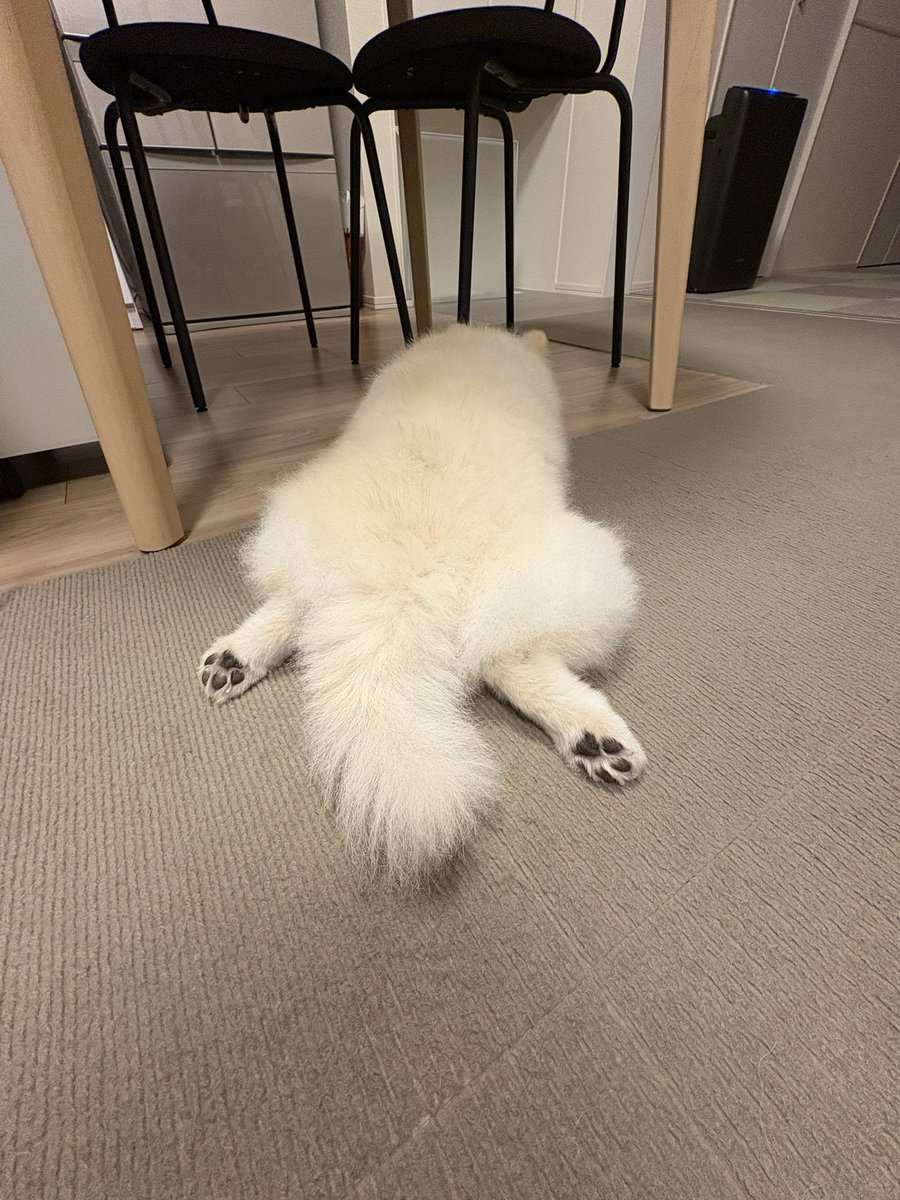 SugaH0822's tweet photo. いじけるとこうなります😂

#犬との暮らし  #犬と幸せ  #愛犬
#もふもふ https://t.co/WzJPrzA5SE
