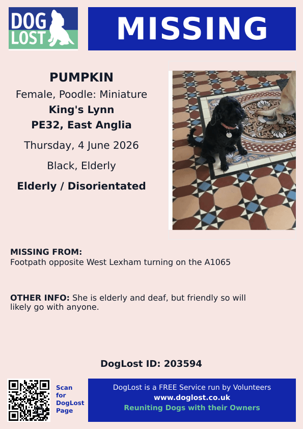 MissingPetsGB's tweet photo. 🐕 #URGENT #missing elderly, deaf disoriented poodle PUMPKIN

Little black poodle (greying in places) lost on walk Thursday morning 4 Jun 2026 on footpath opposite West Lexham turning on the A1065 
King's Lynn #Norfolk #PE32

Please contact if seen, help get Pumpkin home safe🙏 https://t.co/HK8kWvdKEf