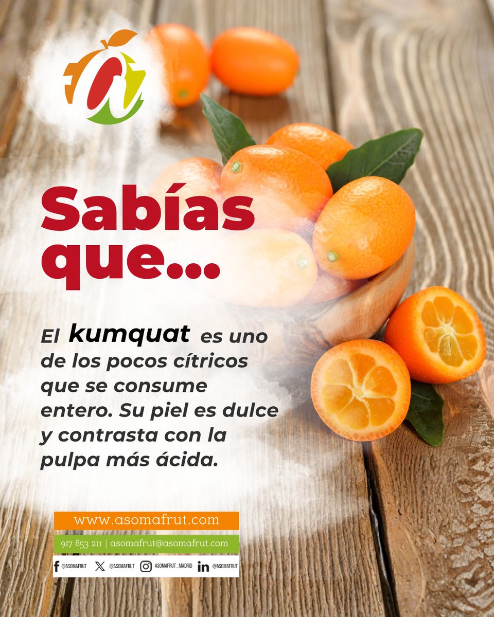 Asomafrut's tweet photo. 🍊 ¿#SabiasQue el #kumquat es uno de los pocos cítricos que se consume entero?

Su piel es dulce y contrasta con el toque más ácido de la pulpa, creando una combinación de sabor muy especial.

#ASOMAFRUT #MercadodeFrutas #FrutasTemporada #Mercamadrid https://t.co/rnXF4d1jZh