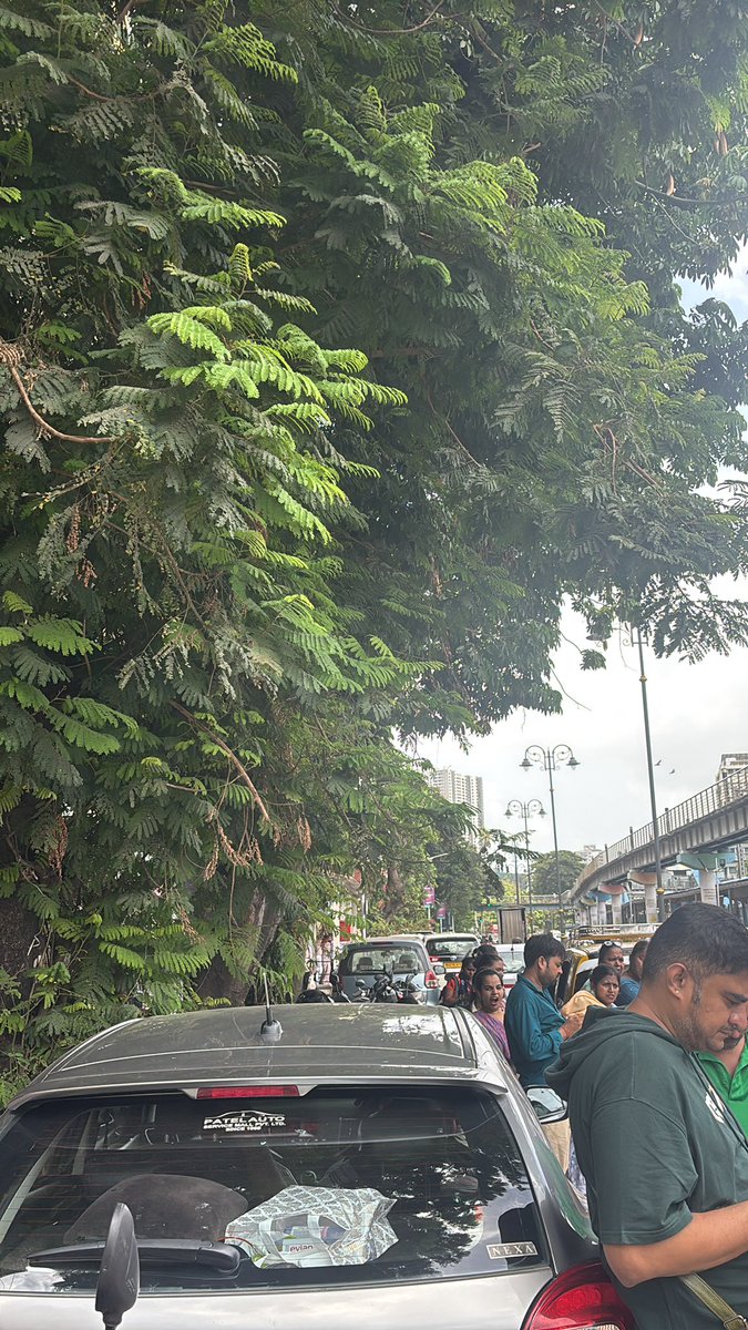 musicians_mall's tweet photo. Tree branches coming inside my house and store. 
@mybmc 

Address 
Charni Road 

D ward https://t.co/NYmJeVgOrX