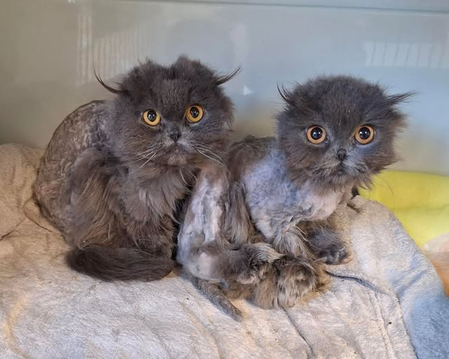 yolandaschultes's tweet photo. Bergheim Fliesteden – PLZ 50129
Zwei Katzen offenbar ausgesetzt
Kopie Tierheim Bergheim
Seht ihr etwa doppelt?
Unfassbar, aber wahr: Unser verfilzter, abgemagerter Fundkater von Freitag ist mit seinem Bruder wiedervereint! Heute bekamen wir einen Anruf aus der Tierklinik, in der am Freitag Kater Granini abgegeben worden war. Dort hatte man heute einen weiteren Fundkater aufgenommen, der dem ersten zum Verwechseln ähnlich sieht. Auch er ist ein unkastrierter Langhaar Scottish Fold, gleich schlimm verfilzt und voller Ungeziefer. Wir holten ihn ab, tauften ihn Valensino und setzten ihn zu Granini in die Box. Die beiden verstanden sich sofort bestens, und es gibt keinen Zweifel, dass sie Brüder sind.
Unsere Frage an euch: Kennt jemand im Raum Bergheim Fliesteden diese Katzen oder einen Vermehrer, der diese Rasse verkauft? Die beiden haben bestimmt auch noch Eltern und weitere Verwandte...
+49 2271 4824124
Info@tierheim-bergheim.de