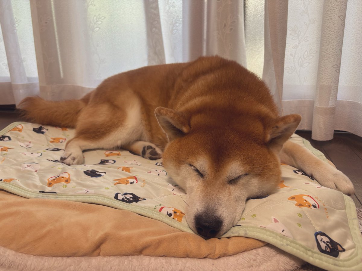 48dogchat1mame2's tweet photo. 普段ほぼ吠えない豆次郎が
外に向かって激しく吠え続けるので、
不思議に思い表に出たら、

少し離れた場所で近所のおばあちゃんが転んで動けなくなっていました。
他のご近所さんと一緒に家まで送りました。

豆次郎、何か異変に気付き教えてくれたのですかね😕？ https://t.co/Vgn7aofDrO
