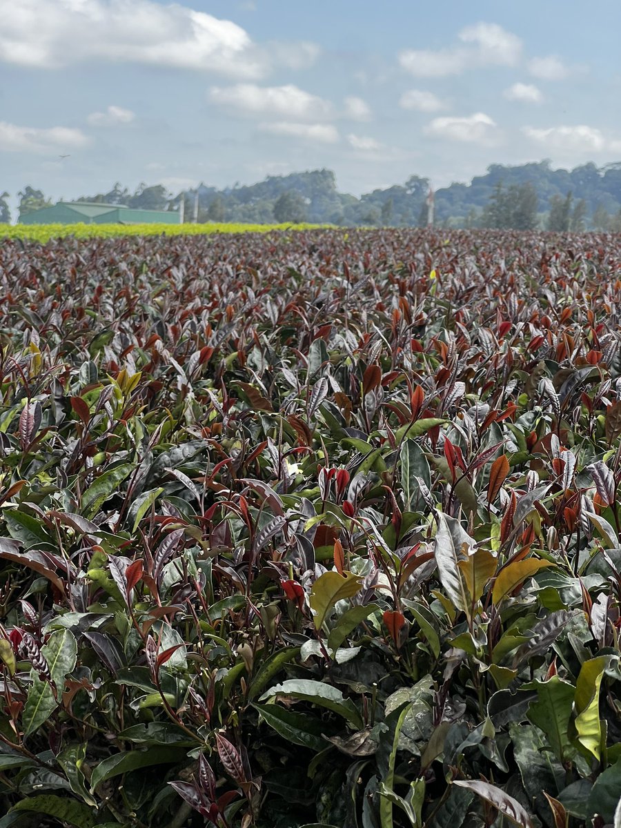 CalebKaruga's tweet photo. Took some time off to learn about Purple Tea farming at the KALRO-Tea Research Institute (TRI) in Kangaita, Kirinyaga County. 

Purple Tea is Rrich in antioxidants (especially anthocyanins) that help protect cells from oxidative stress. 

Purple tea also contains less caffeine than many black teas, offering a gentler energy boost.
I bought a few Purple & Green Tea seedlings to plant around my house as flowers. A seedling is 10/- Kenyatta Shillings. 
Oh, and they also sell Purple & Green Orthodox tea. Their Kombucha made from Purple Tea was a personal favorite.