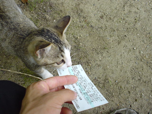 429k's tweet photo. 初瀬街道「便乗しなきゃ…」
安倍文殊院「便乗しなきゃ…」
猫「便乗しなきゃ…」
？？？「便乗しなきゃ…」 https://t.co/2Zy2Z9hXb3