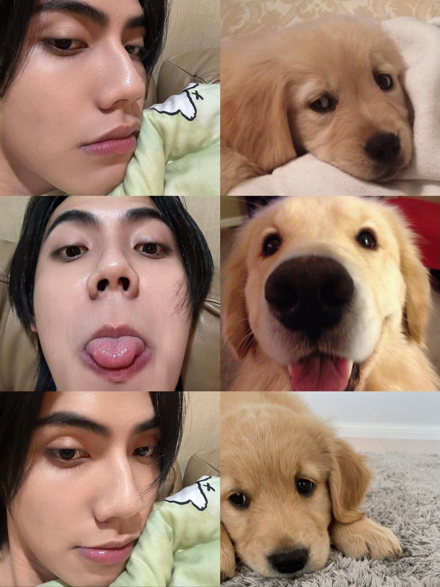 Maieww1's tweet photo. puppy mood  🐶💭 https://t.co/OKhQI0kcxl