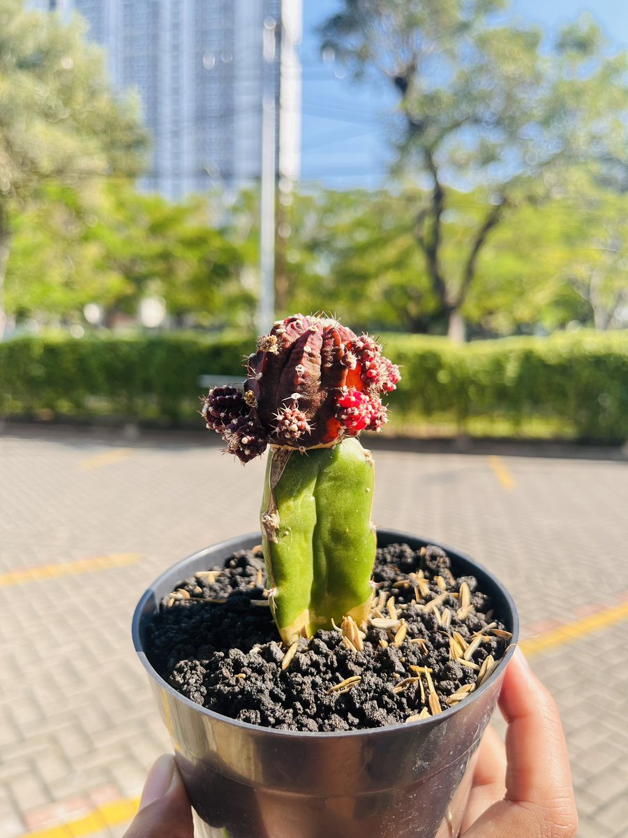 ayni_fa's tweet photo. Update kaktus 10 Juni 2026
Hari ini Kaktusku gak ada yang lagi berbunga. 
Meski gak berbunga, liat mereka sehat aja aku tetep bahagia🥹🫶🏼✨ https://t.co/SKzXrCbq7r