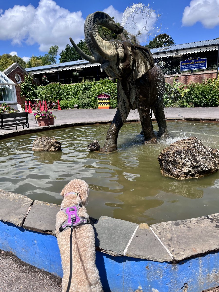 melanie_mjk's tweet photo. If I stand here long enough, I may get noticed! Happy #wontlookwednesday everyone. Lots of love Ella 🐶🐾💖 #dogsofbluesky https://t.co/rNRqgIYDKo