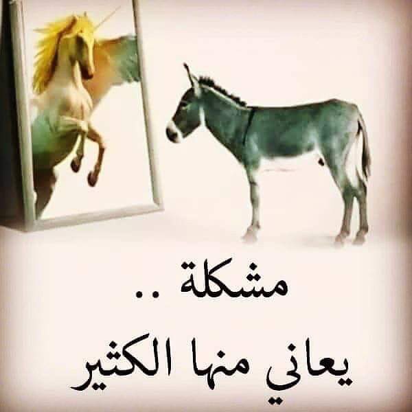 abomarad's tweet photo. من الأمثال التي تضرب ..!!
فرح الحمار حين ربطوه في اسطبل الحصان 
فأكل في معلف الجواد
ولبس سرجه ثم شاء أن يظهر فرحه فنهق
ولم يصهل ..!

- رحم الله امرئ  عرف قدر نفسه ..! https://t.co/BnBpV4JUI4