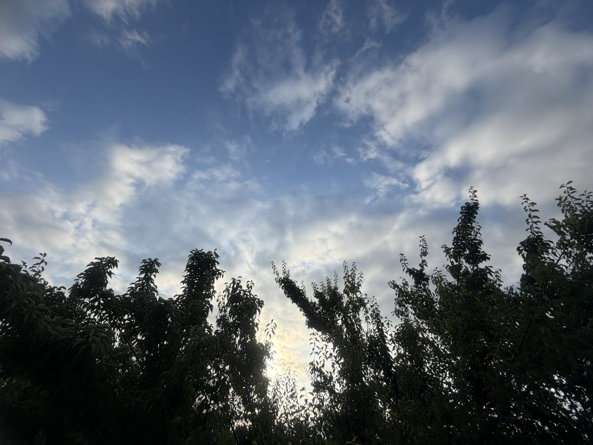 suppaka_p's tweet photo. #ぴーそら イマソラ
おーっきい水溜まりあるのに･･･雨に出会えません🥺
今日も過ごしやすい天気でいいねჱ̒( ᐛ )̧̢
今日はとうもろこし🌽とビワɢᴇᴛ🫶

夜はリバーブだよぉぉぉぉ(๑و•̀ω•́)و https://t.co/mU3z49TknR