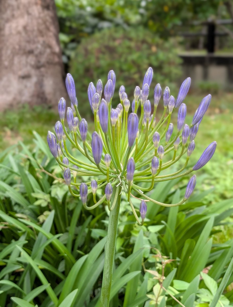 ParksHibiya's tweet photo. アガパンサスが、少しずつ紫色に色づき始めました。英名で「African lily（アフリカンリリー）」と呼ばれるのは、アフリカ原産で、ユリに似た小さな花を咲かせることに由来するそうです。これからさらに濃い紫色へと変化していきます。有楽門からの園路脇に咲いています。

#日比谷公園 #アガパンサス https://t.co/o4Y3iiQOh5