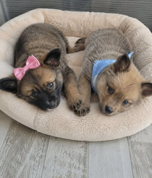 Kukurek541797's tweet photo. Seka i bata iz parka u Somboru😍🥰❤️
Zdravi su, veseli, razigrani, ocisceni od buva i glista, dobili su prvu vakcinu protiv zaraznih bolesti, stari su oko mesec i po dana, bice manjeg rasta.
Jos kratko imaju privremeni smestaj. 
Kontakt na broj 0612169105
Via FB https://t.co/z3lcC0YclB