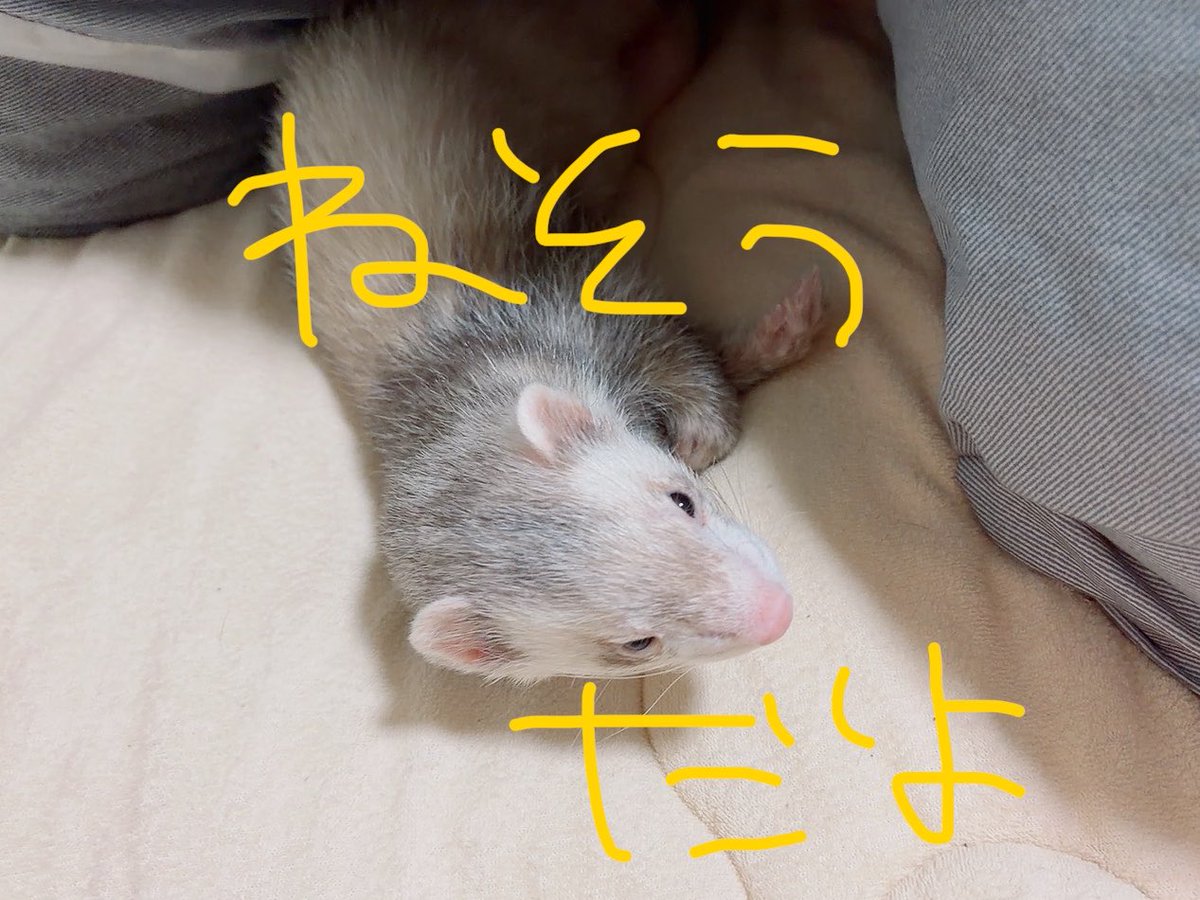 ilvpk's tweet photo. @Gpgkg005 光に当たると傷んでるから明るく見えるね👀🤭
ままの手、しょっぺーよ！！！！🤣
ごえちゃん🤣それは起きてるの？🤣🤣
なんか嫌なことでもあった？🤣 https://t.co/I3VPKL4Qx2