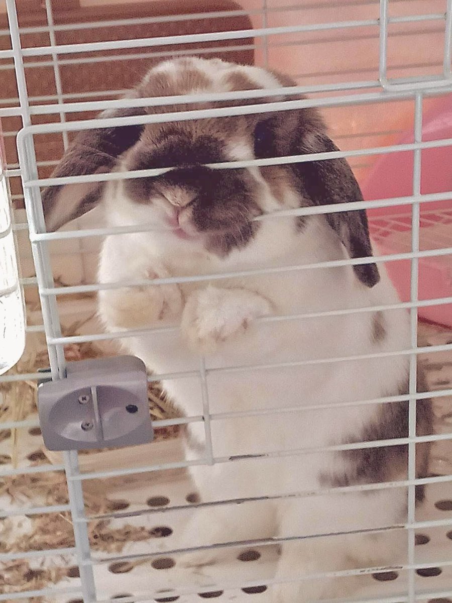 midori_1217MK's tweet photo. ふわむぎゅっ🐰 https://t.co/dN6p8Kw7jC
