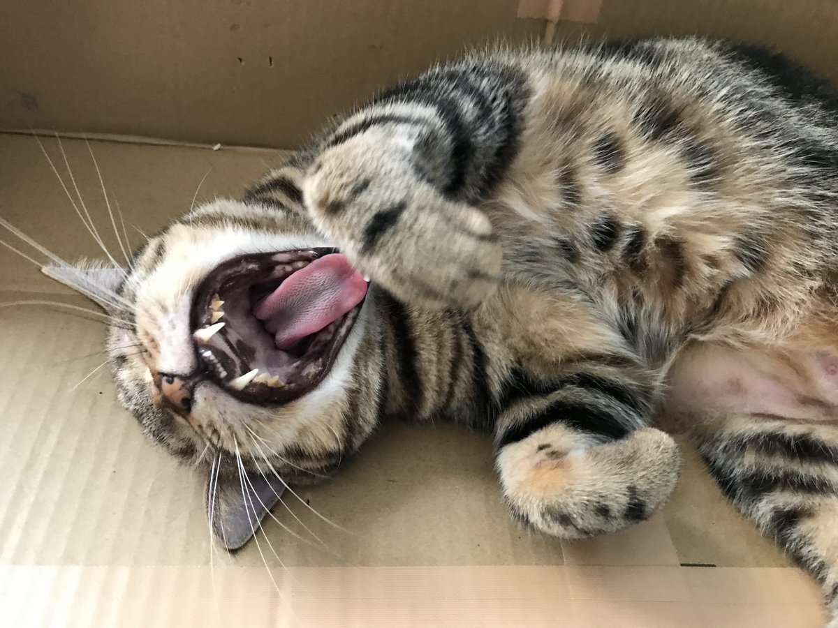 yugamix's tweet photo. #ねこ　 #猫のいる暮らし　#猫のいる幸せ　#猫のいる生活　#アメショ https://t.co/AknZjgNxjT