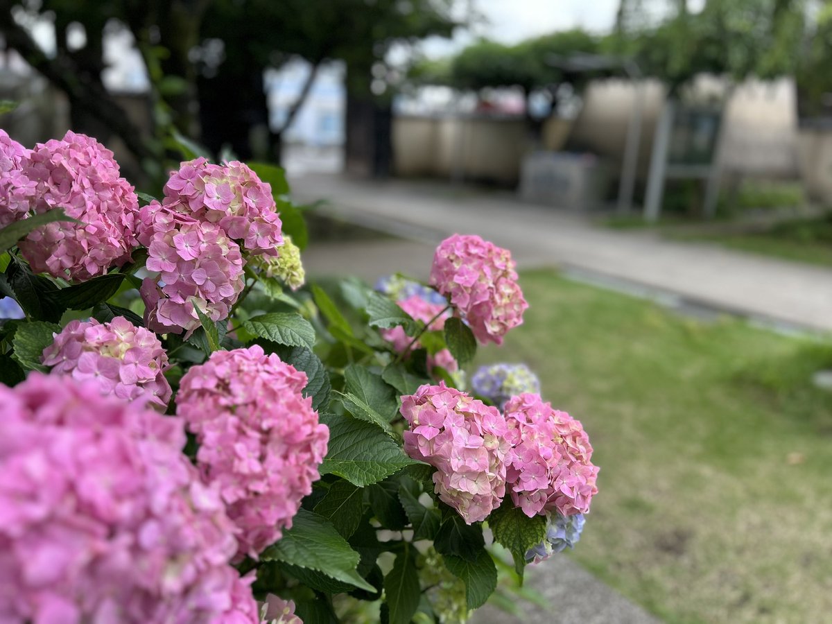 chichibukanko's tweet photo. 🌸 #秩父札所 花情報🌸
今朝、札所13番で花手水を発見しました！
涼やかな水の音と柔らかな色彩のアジサイがキレイでした！ https://t.co/w8bRwnKVOk