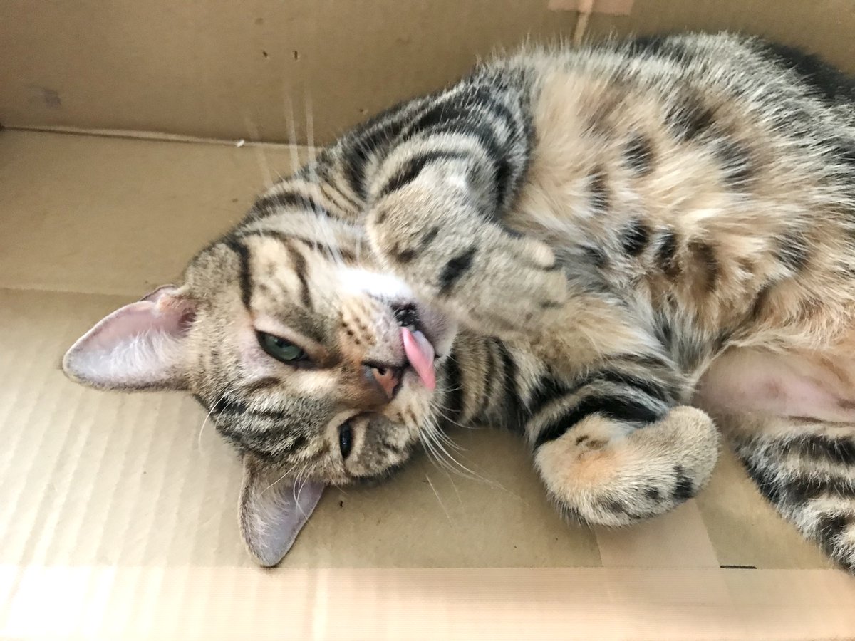 yugamix's tweet photo. #ねこ　 #猫のいる暮らし　#猫のいる幸せ　#猫のいる生活　#アメショ https://t.co/VMgigxQty7