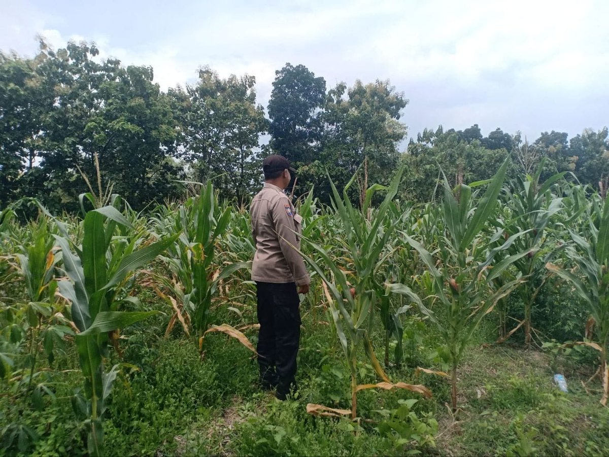 KatrianaNugroho's tweet photo. Dicek Polsek Sumberlawang, Tanaman Jagung LBS Desa Ngandul Tumbuh Subur, Potensi Panen Capai 600 Kg
#SWASEMBADAPANGAN
#KETAHANANPANGAN
#POLRIMENDUKUNGKETAHANANPANGANPOLDAJAWATENGAH
#POLRI
#POLDAJAWATENGAH
#POLRESSRAGEN
#POLSEKGONDANG
#JAWATENGAH
#SRAGEN https://t.co/bMFVcNbf5A