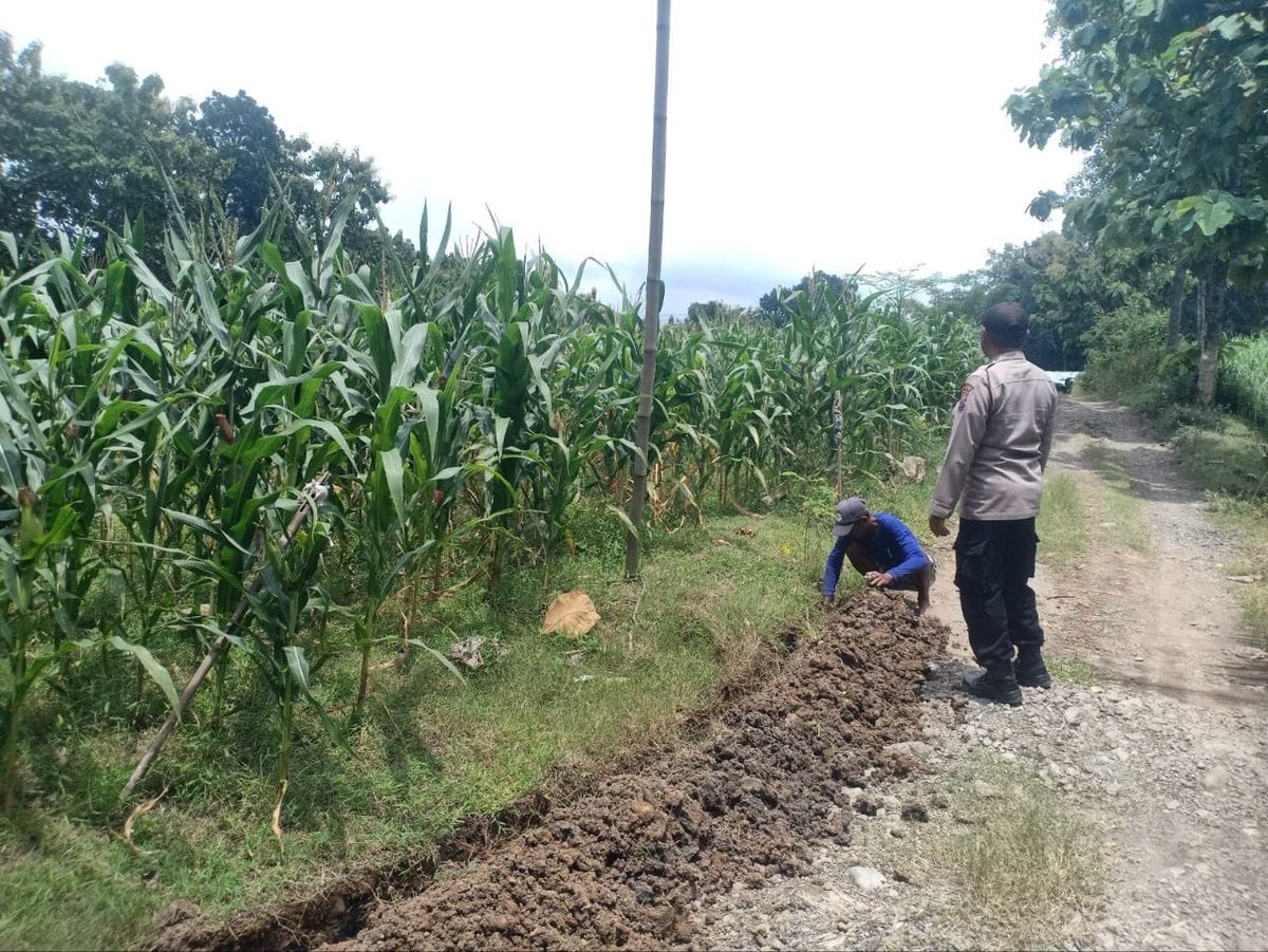 KatrianaNugroho's tweet photo. Dicek Polsek Sumberlawang, Tanaman Jagung LBS Desa Ngandul Tumbuh Subur, Potensi Panen Capai 600 Kg
#SWASEMBADAPANGAN
#KETAHANANPANGAN
#POLRIMENDUKUNGKETAHANANPANGANPOLDAJAWATENGAH
#POLRI
#POLDAJAWATENGAH
#POLRESSRAGEN
#POLSEKGONDANG
#JAWATENGAH
#SRAGEN https://t.co/bMFVcNbf5A