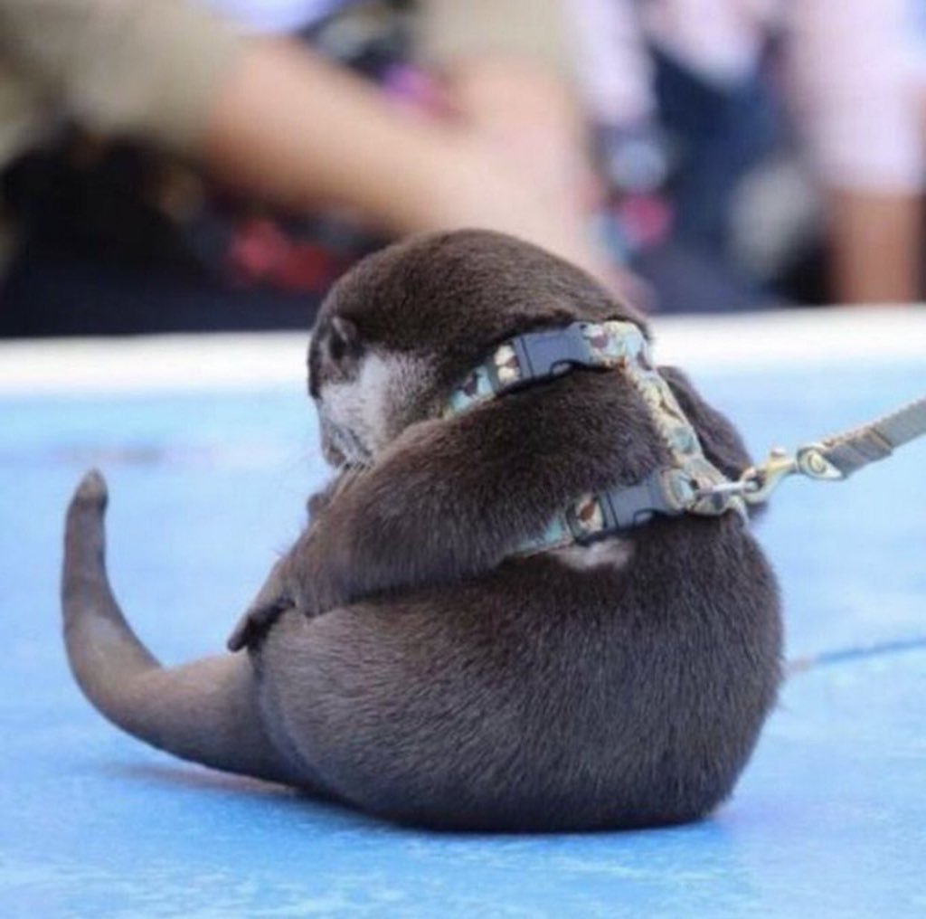cutest_animal1's tweet photo. お魚を貰えなかったカワウソの後ろ姿が切ない https://t.co/1LNIP2VjTH