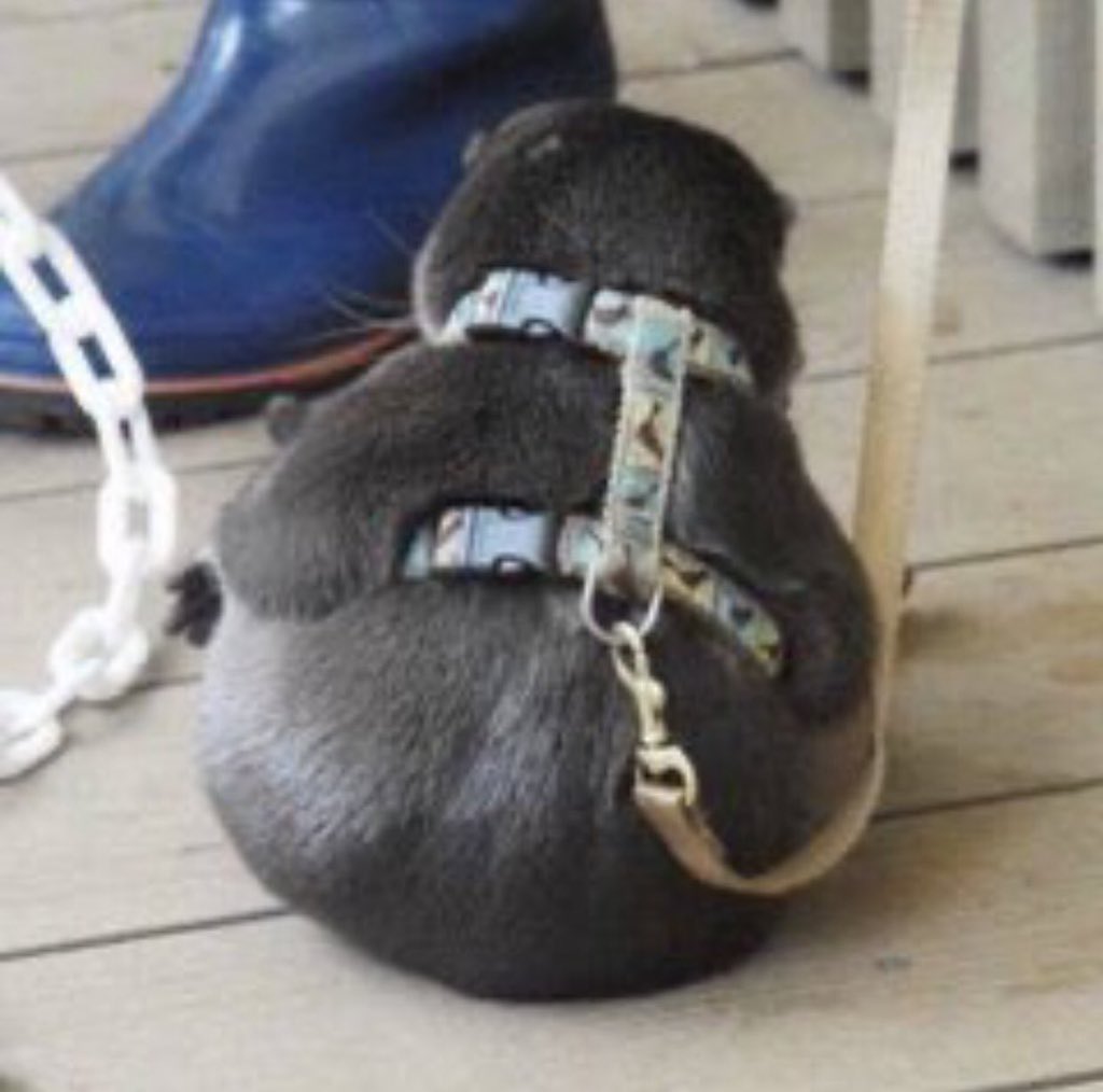 cutest_animal1's tweet photo. お魚を貰えなかったカワウソの後ろ姿が切ない https://t.co/1LNIP2VjTH