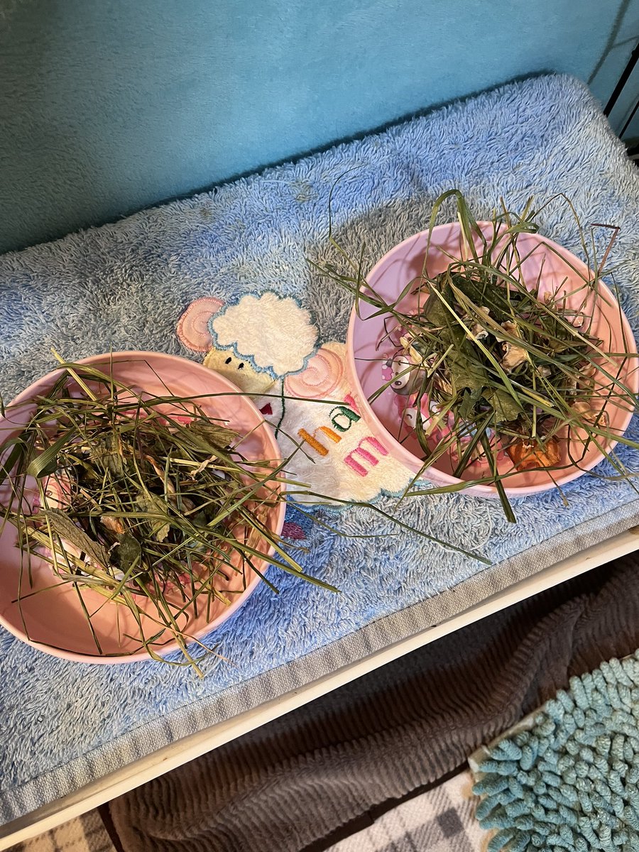 0920mex's tweet photo. ぷいぷいファームさんのうまうまミックスだよー 🌿

4枚目は、はるるんの主治医からいただいたヤングコーンのヒゲ 🌽🌽🌽

#モルモット
#るいとくん https://t.co/EgRu2NYM35