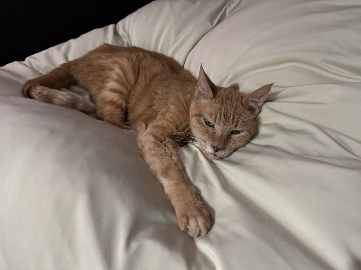 trnkds's tweet photo. まぁ、猫見て落ち着けや。
ﾊｲ｡ https://t.co/rFm3QJ6hHT