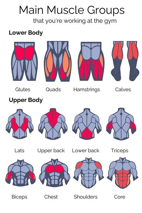 Gym__Hub's tweet photo. Main Muscle Groups https://t.co/rz6b3FJ8Nm
