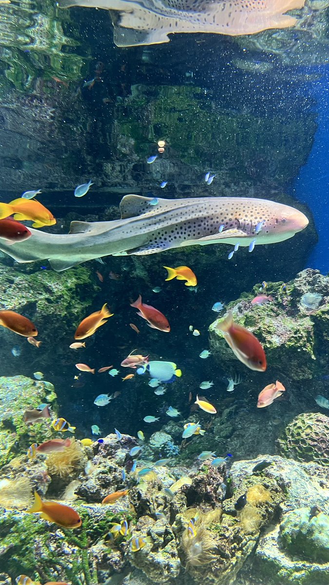 om_mui's tweet photo. 水族館最高すぎた https://t.co/WEjDCT1HiH