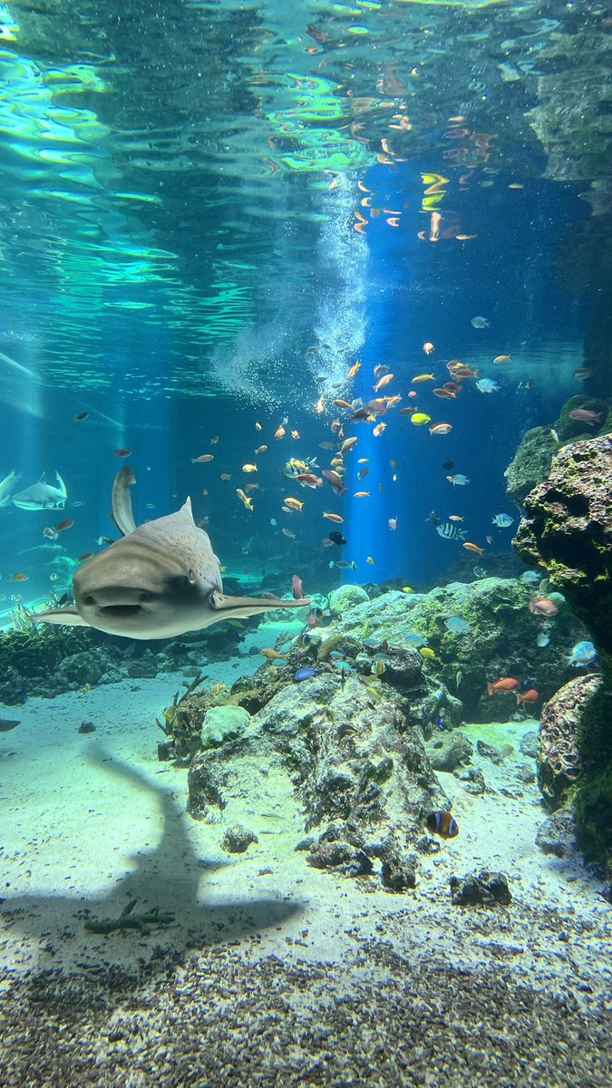 om_mui's tweet photo. 水族館最高すぎた https://t.co/WEjDCT1HiH