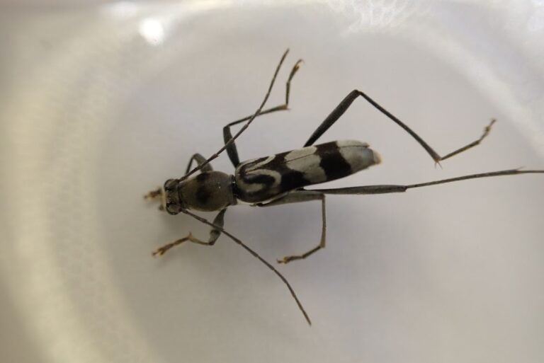 Fabrebeetle's tweet photo. コンパクトデジタルカメラTGシリーズで、昆虫をもっときれいに撮ってみませんか？

貸出用のOM SYSTEM TG-7もご用意していますので、カメラをお持ちでない方も参加可能です。

日時：6月14日（日）10:00～12:00頃
場所：ファーブル昆虫館 3Fワークスペー
▼詳細・お申し込み
https://t.co/GJCfrBct0P https://t.co/WBMWQloMoF
