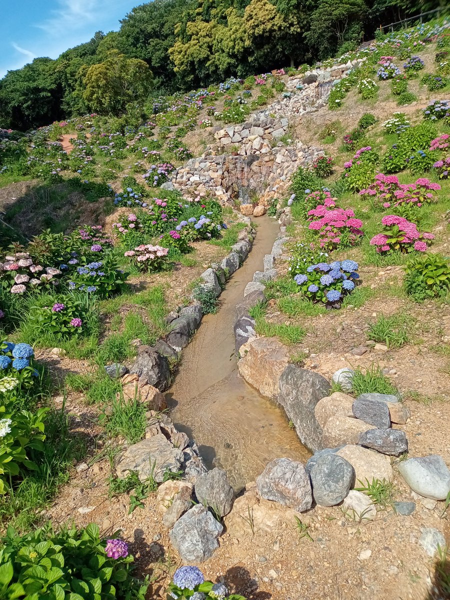 mac58613207's tweet photo. 紫陽花の庭園
カキ氷もうまかった(⁠*⁠´⁠ω⁠｀⁠*⁠) https://t.co/0RzlSgeJBn
