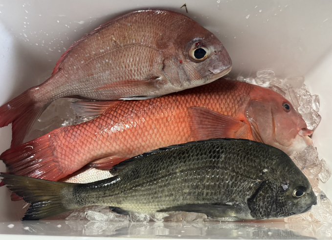 本日の釣果ϵ( 'Θ' )϶
鯛&amp;鯛&amp;鯛 
