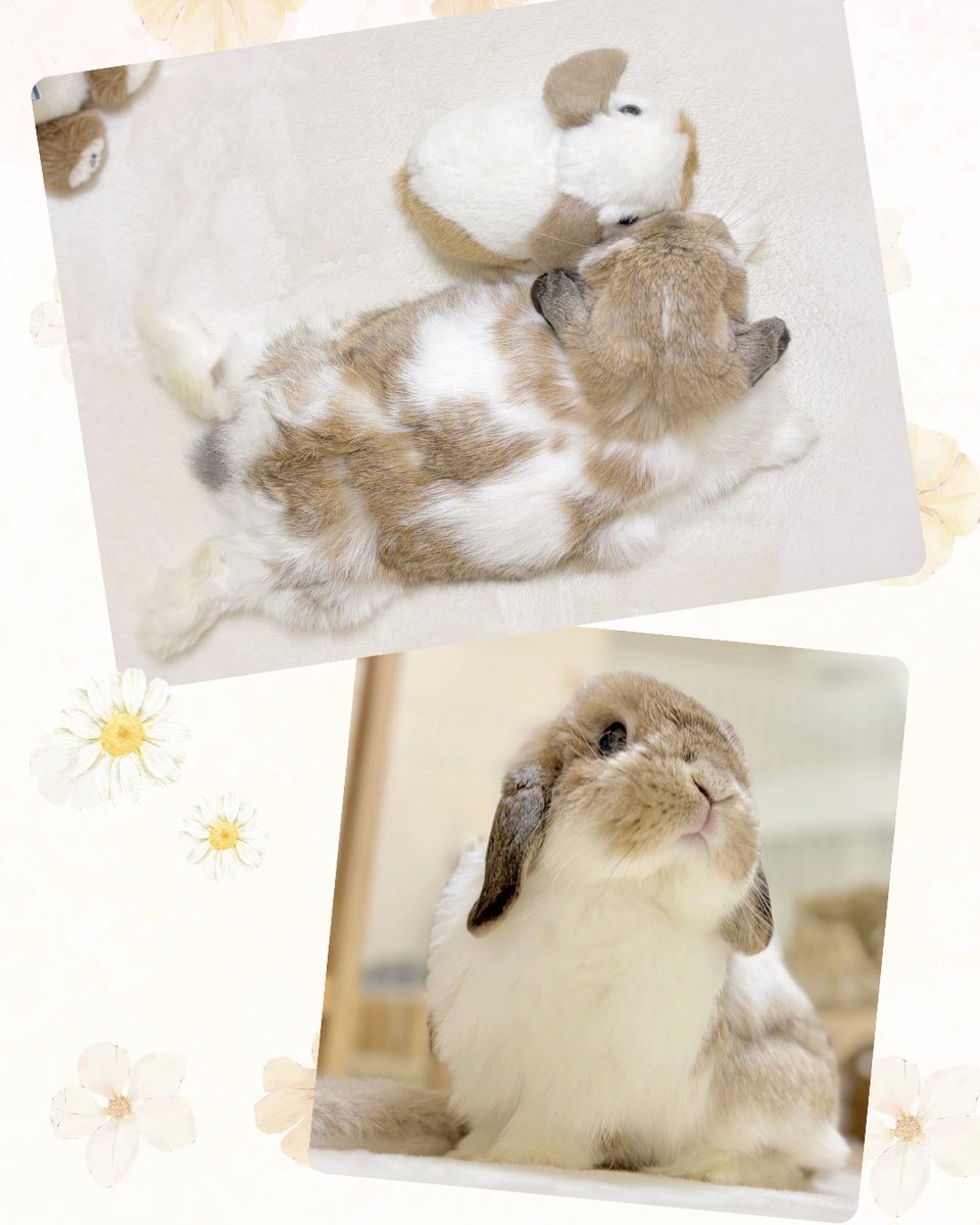 cocomi(ここみ) ❀ུ͏ 5/7-6/14 コラボフェア🐰🩵🐰(湘南 蔦屋書店