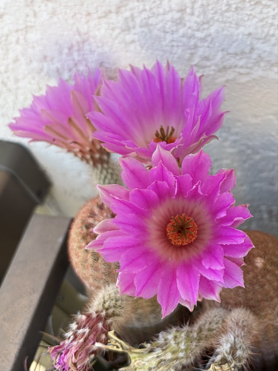 bringthenoise15's tweet photo. エキノカクタス🌵紫太陽🌵🌸
小指位のサイズ買っていつ紫色になるんだろ？って思ってて、、まだ先っちょくらいが赤いだけ💦 https://t.co/4Z7tagTl50