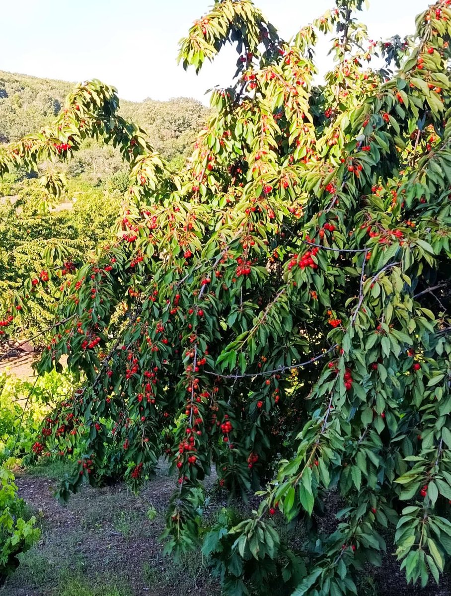 Quilama26's tweet photo. Este fin de semana toca 🍒🍒🍒
Trabajo extra!!!
☆Buenos Días Gente Bonita☆
😘💞🍀
#BuenosDías
#cerezas
#campaña
#frutadetemporada
#lodecasaesmejor
#lobuenosabebien
#cerezos 🍒 https://t.co/6CtC48SSRI
