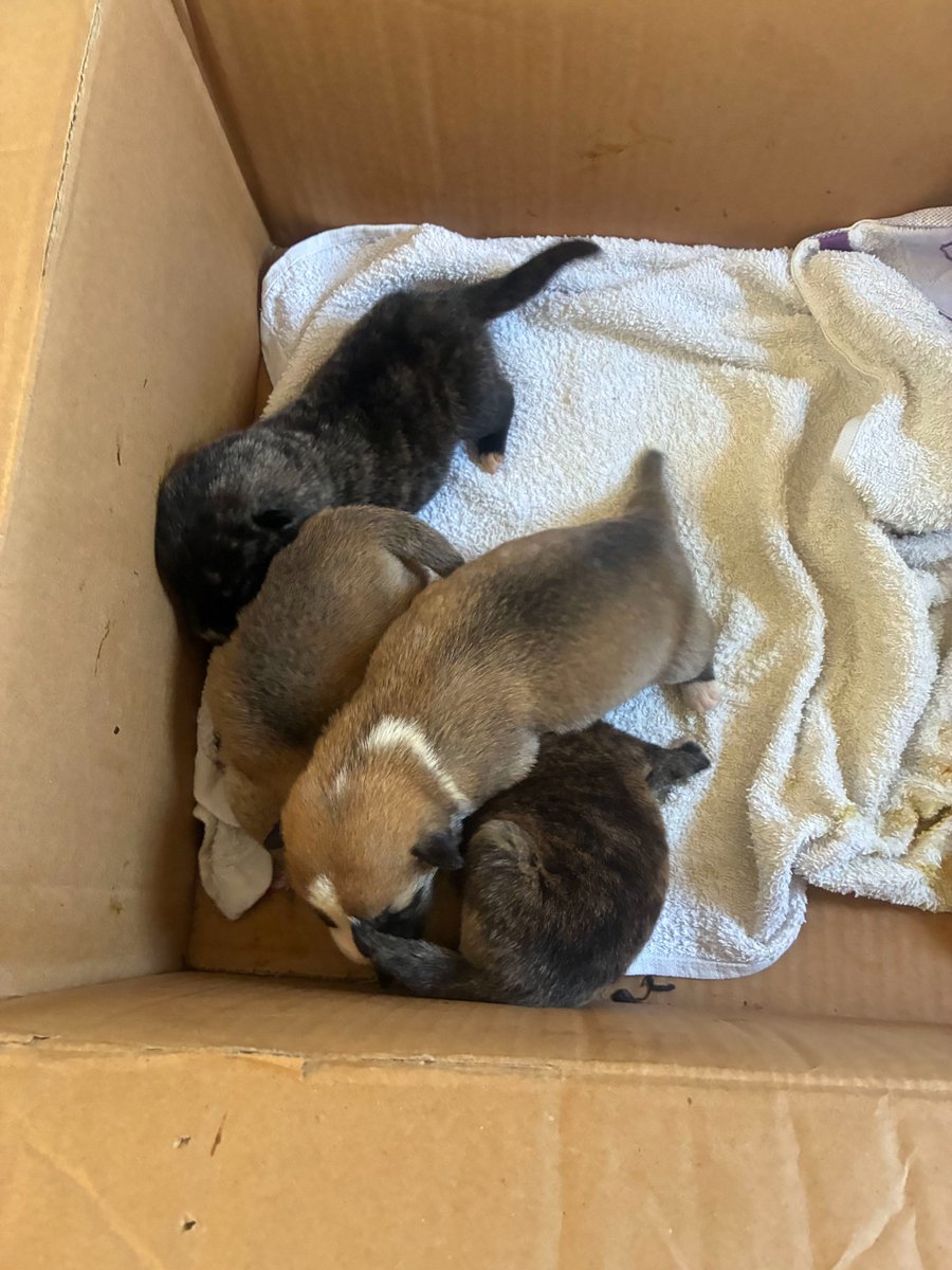 Pawprints2F's tweet photo. 4 puppies have been dumped at our Romanian shelter.
Please help us keep them alive!
We are always so grateful! ❤️

PayPal
Fundraising@pawprints2freedom.co.uk

Bank
Pawprints To Freedom LTD
60 83 71
6750 8488
Ref : CDA NEWBORNS

Extra funds will go towards PPTF's wider work ❤️ https://t.co/yi4id2dTck