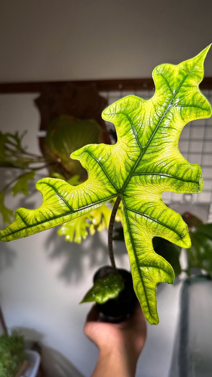 Aidil_herptiles's tweet photo. Alocasia tandurusa https://t.co/XJicjJhStn