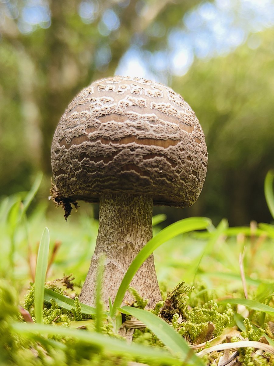 kassanskype's tweet photo. 夏が始まってた🍄 https://t.co/3U37NlHAlT