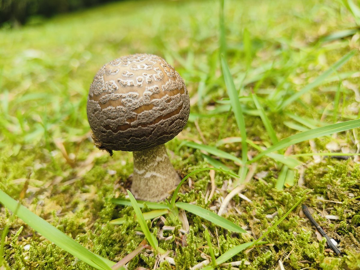 kassanskype's tweet photo. 夏が始まってた🍄 https://t.co/3U37NlHAlT