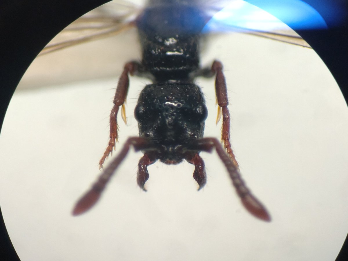 Lucanuselaphus's tweet photo. なんだお前は…？
アリだと思って見てみたら狩蜂だ…セイボウ上科？
なんか既視感はある。 https://t.co/o57lABU6N1