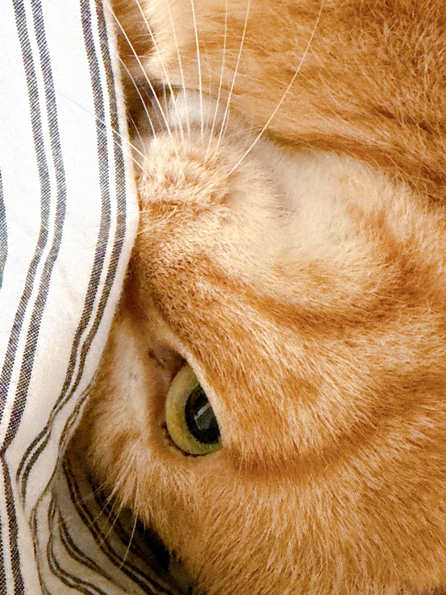 perytail's tweet photo. 오랑아 싫어하는 거 아니지?그런거지? https://t.co/EXrp5iJDME